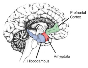 Image-showing-the-Hippocampus-in-the-human-brain